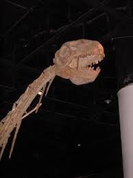 Datousaurus Wikipedia The Free Encyclopedia Dinosaur Prehistoric Paleontology