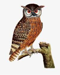 Gambar animasi burung hantu keren paling keren download now gudang g. Kolase Gambar Burung Hantu Free Transparent Clipart Clipartkey