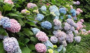 I bought a house last fall and now i have several small hydrangea bushes in the front yard. Alan Titchmarsh S Tips On Growing Hydrangeas In Your Garden The Summer Express Co Uk