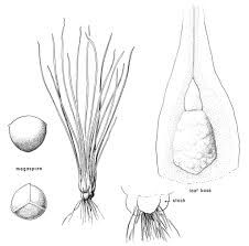 Image result for Isoetes