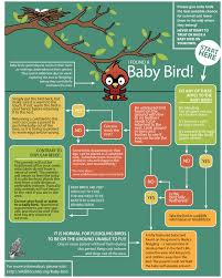 Spring Is Coming Fast Which Means Busy Birds At Work Check Out This Useful Guide If You Happen To Find A Stray Little Bird Out Of Baby Bird Birds Pet Health