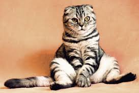 Check spelling or type a new query. Arti Mimpi Kucing Menurut Primbon Jawa Dan Psikolog