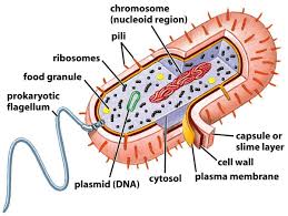 Prokaryotic Cell Diagram Labeled Printable Diagram Prokaryotic Cell Prokaryotes Cell Diagram