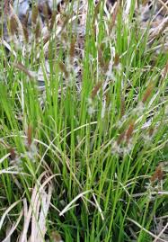 Image result for Carex spicato-paniculata