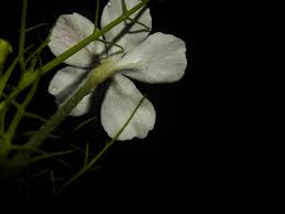 Image result for Rhamphicarpa