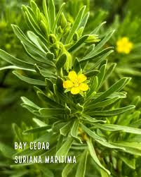 Image result for Suriana maritima