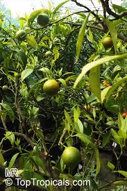 Image result for Citrus reticulata