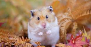 Heybeli Sican Nedir Kemirgen Turu Olan Hamsterin Ozellikleri 2020 Hamsterlar Hayvanlar Hayvanlar Alemi