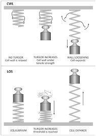 Maintains the shape of the cell and serves as a protective. Ijms Free Full Text No Stress Relax Mechanisms Governing Growth And Shape In Plant Cells