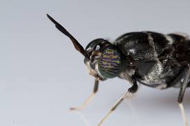 Comment Faire L Elevage De Larves De Mouches Soldat Noires A Grande Echelle Larve De Mouche Soldat Mouches