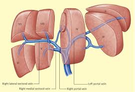 Explore liver diagram with byju's. Anatomy Of The Liver Surgery Oxford International Edition
