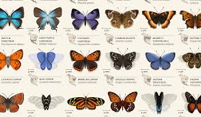 40 Organized Butterfly Classification Chart