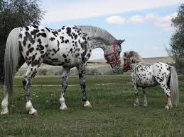 Calul este un mamifer copitat de talie mare. Blog EchitaÅ£ie La BÄlÅ£ile Cismasu Jud Brasov Equitana