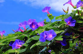 Check spelling or type a new query. Hd Wallpaper Purple Morning Glory Flowers Creepers Green Sky Blue Nature Wallpaper Flare