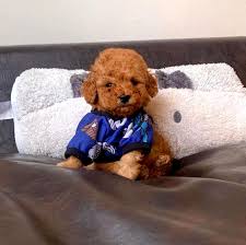 sakin uykucu minik poodle yavru kopek pelus