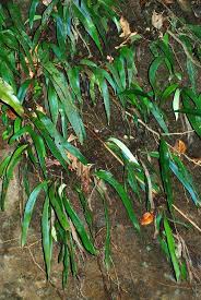 Image result for Antrophyum