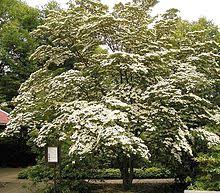 Free for commercial use no attribution required high quality images. Cornus Wikipedia