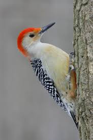 Backyard Birds Of New Jersey Field Guide Red Bellied Woodpecker Though I Think The Starlings Were Chasing It Off Beautiful Birds Pretty Birds Pet Birds