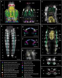 Learn about all 9 types of tigers, including population size, weight, range, illegal trade in tiger parts, and unique features. Insights Into Mud Dragon Morphology Kinorhyncha Allomalorhagida Myoanatomy And Neuroanatomy Of Dracoderes Abei And Pycnophyes Ilyocryptus Springerlink