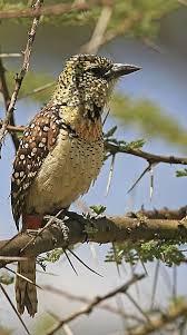 Black And White Bird With Red Spot On Head Pin On Barbet Bird Barbets Coppersmith Fire Tufted Red Crested Toucan Mueller Black Browed White Cheeked Spot Flanked Bearded Prong Lineated Great