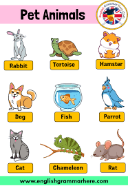 I call my group of cats a pride! Pet Animals Names Definition And Examples English Grammar Here