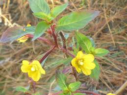 Image result for Ludwigia leptocarpa