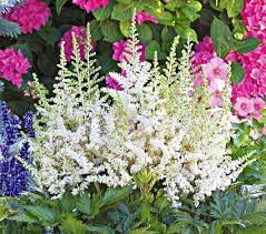 Astilbe Chinensis Vision In White White Flower Farm Full Shade Flowers Shade Flowers