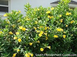 Check spelling or type a new query. Bush Allamanda