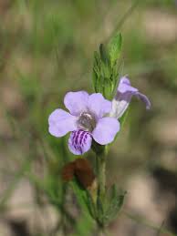 Image result for Dyschoriste trichocalyx