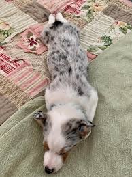 We did not find results for: Cowboy Corgi Puppy Sploot Look At That Big Ol Puppy Belly Sploot