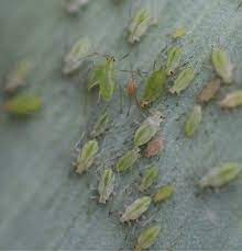 Understanding the pest factors in pest analysis. What Is Pesticide Resistance Greenhouse Management