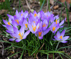 Images Gratuites : fleur, violet, pétale, botanique, flore, Fleur ...