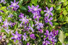 How to keep clematis blooming from spring to late fall. 19 Of The Best Summer Blooming Clematis Varieties Gardener S Path