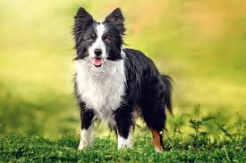 Border collie puppies for adoption victoria. Border Collie Dog Breed Information Characteristics Daily Paws