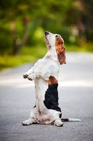 Image result for basset hound