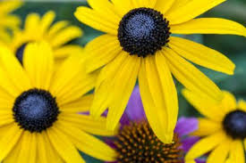 Horticulturist karen beaty from the lady bird johnson wildflower dead head flowering plants. 15 Prettiest Native Flowers For Houston Scent Violet Flower Plants And Gift Delivery Houston Tx Florist
