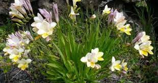 Google Image Result For Http Www Lanzaroteinformation Com Files Images Freesi Indoor Flowering Plants Fragrant Garden Fragrant Flowers