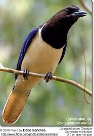 Black Bird With Blue Head And Neck Pin On Birds