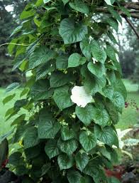 Leaf stipules at base strongly fringed. Annual Flowering Vines Vines Climbers Twiners U Of I Extension
