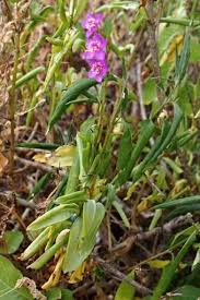 Image result for Talinum portulacifolium