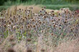 Image result for globe thistle
