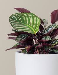 Image result for calathea