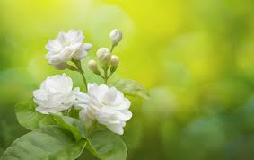 Jasmine Flower On Greenery In 2020 Jasmine Flower Flower Images Flower Images Free