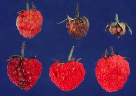 This item teacher created resources black polka dots on white scalloped border trim (5593). Late Leaf Rust Of Red Raspberries Ohioline