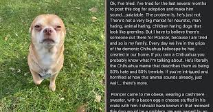 Check spelling or type a new query. Someone Adopt This Small Dog Who Hates Men And Children Please