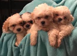 You can buy puppies in ct but puppy breeders in ct that are affiliated with uptown have years of ct breeder is the premier pet store in norwalk serving residents throughout fairfield county. Teddy Bear Puppies Of Ct Posts Facebook