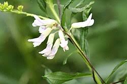 Image result for Amphicarpaea africana