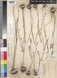 Image result for Zygotritonia