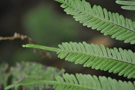 Image result for Pteris preussii