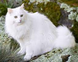 Hal ini karena bentuk fisiknya yang unik dan sifatnya yang manja. Kucing Anggora Putih 81021 Nama Untuk Kucing Comel Lucu Dan Unik